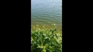 Ловля карпа на майского жука