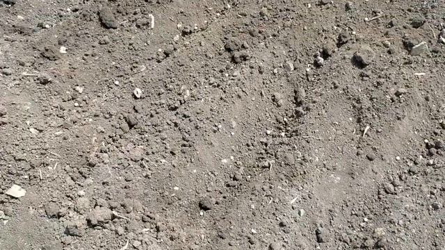 Сажаю горох для улучшения качества почвы.