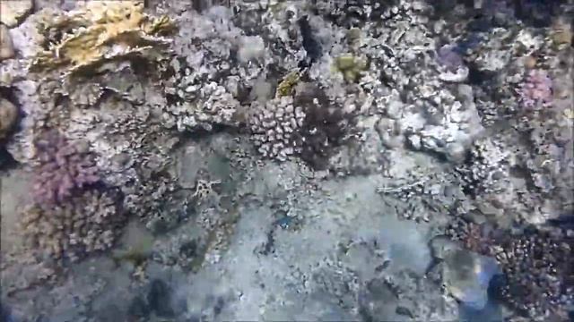 Красное море. Краснозубый спинорог