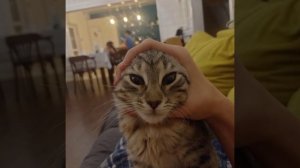 серега пират,пошлая молли-фп ам x паки пусси