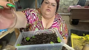 Результаты укоренения черенков клематиса #клематисы