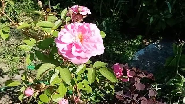 Канадская парковая роза Джон Девис - зимостойкая красавица смотреть онлайн