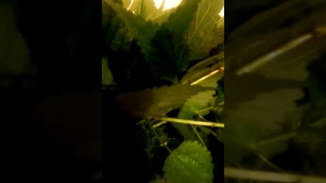 Натуральное эффективное средство от морщин, перхоти и седины смотреть онлайн