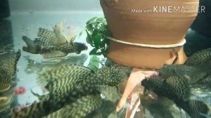 Аквариумные рыбки вуалевые анциструсы, кормление трубочником. обзор аквариума с анциструсами.