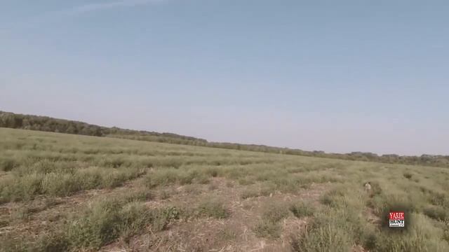 ОХОТА НА ПЕРЕПЕЛА 2021 С ЯРИК АНДЕРССОН