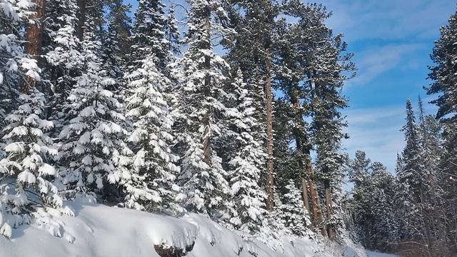 Barguzin sable hunting with dogs in the Siberian taiga. смотреть онлайн