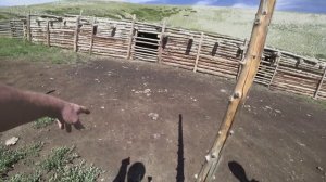 Монголия. Весенняя стоянка пастуха. Едем к ЮРТАМ на жайляу.  Казахи.