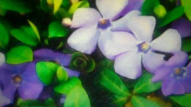 Vinca Minor for sale .49 Cents Per Plant at Tn Tree Nursery Online смотреть онлайн