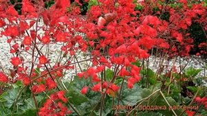Гейхера кроваво-красная Спленденс ? обзор: как сажать, рассада гейхеры Спленденс