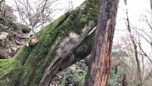 Постепенность в духовном делании. Преподобная игуменья Арсения Себрякова