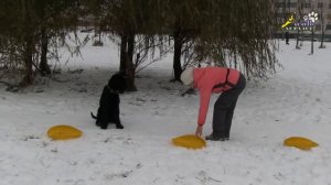 Собака порода Ризеншнауцер, обучение игнорировать, не подбирать корм на земле