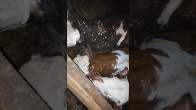 Наши бычки. Телята помесь симментала с герефордом. Молоко телятам. Сколько поить телят смотреть онлайн