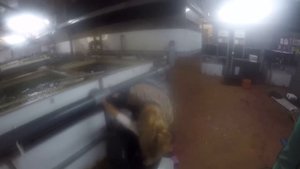 Клариевый сом в УЗВ полного цикла. Экскурсия по ферме.