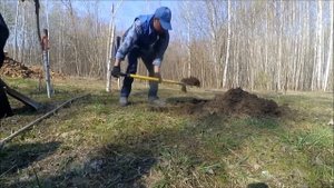 Посадка пиона в грунт