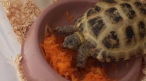Любит ли моя черепаха морковь?