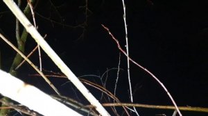 Верба распускается с 3 на 4 декабря! Чудо в 2021 году!