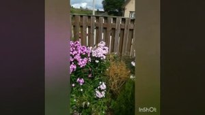 гортензия Пинки-винки. изменение цвета на протяжение лета.