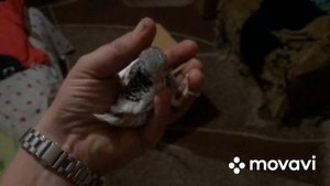 ?птенец волнистого попугая,возраст две недели