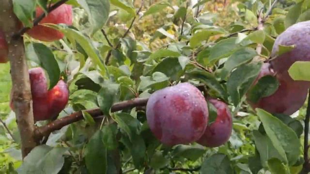 Вильямс Прайд, знаменитый сорт на севере Беларуси. Williams Pride apple. смотреть онлайн