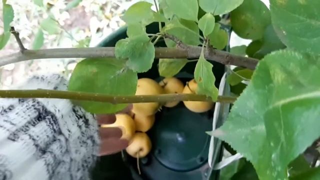 ...Осенние розы//Варенье из ранеток//банки из Фикс-прайса//... смотреть онлайн