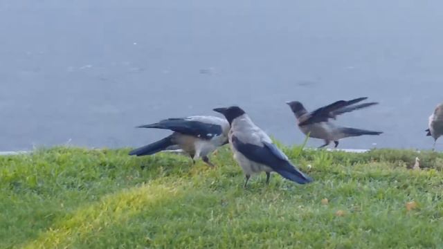 Вороны спб смотреть онлайн