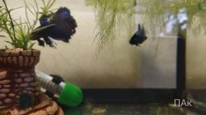 Сложные отношения петушков (жизнь в аквариуме)