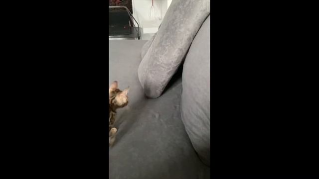 Чем отличается бенгальский котенок от любой другой породы?