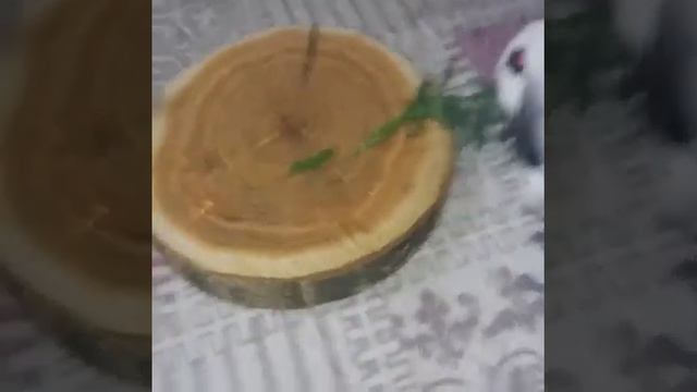 Вислоухий кролик Мут смотреть онлайн