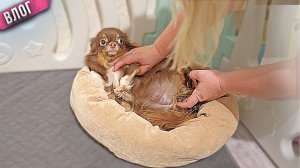 Самые сложные роды чихуахуа. Всё пошло не по плану.