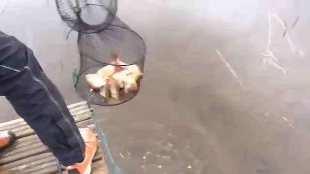 Рыбалка красноперки трех упоротых на Сайме в Финляндии смотреть онлайн