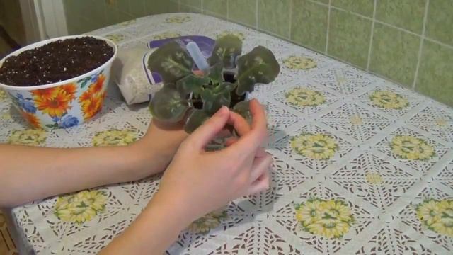 Уход за сенполиями (фиалками)