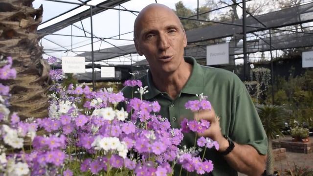 Plant of the week for 13 June is the Primula malacoides смотреть онлайн