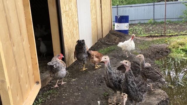 Совместная прогулка кур и индюшат. Куры дружат с индюками. смотреть онлайн