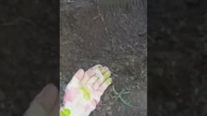 Сорока на хвосте принесла, что 6 мая - огуречный день.
