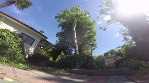 Явор (Клён ложноплатановый) - удаление