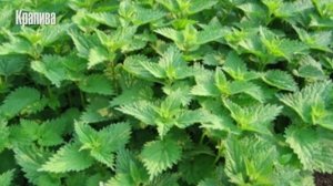 Полезные растения для человека . Топ 10 лекарственных растений  ?