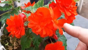 Цветут мои бегонии в теплице.Пересадка укоренёных черенков.#бегония,#цветутмоибегонии.