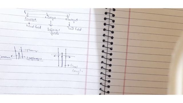 Development of Esophagus | Alimentary System Development Part 1 смотреть онлайн