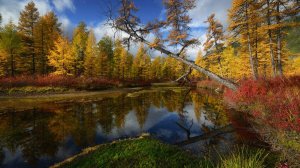 Осенняя мелодия. Приятная музыка для сна.