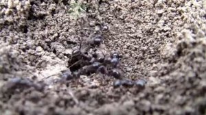 Это должен знать каждый. Паразиты.