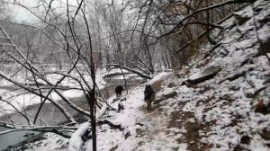 Blue Bay Shepherd & GSD - Wilderness Snow Hike (#2)