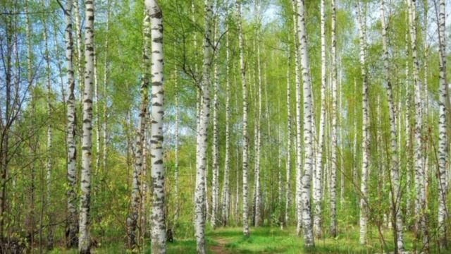 Весна прийшла. Пізнавальне відео про весну для дітей. Ознаки весни. Свята. Місяці. Пори року