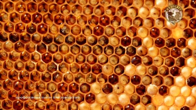 Вывод маток от личинки на нашей пасеке Часть1 смотреть онлайн