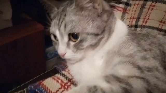 Очень независимый маленький барс смотреть онлайн