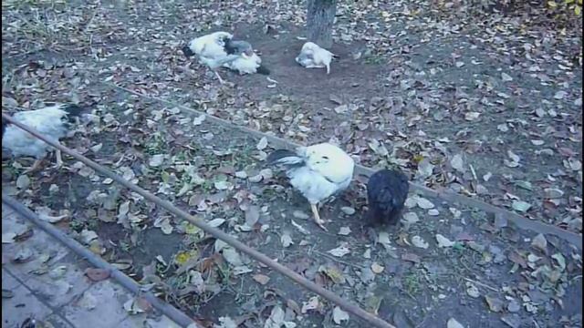 Зола курам в зимний курятник