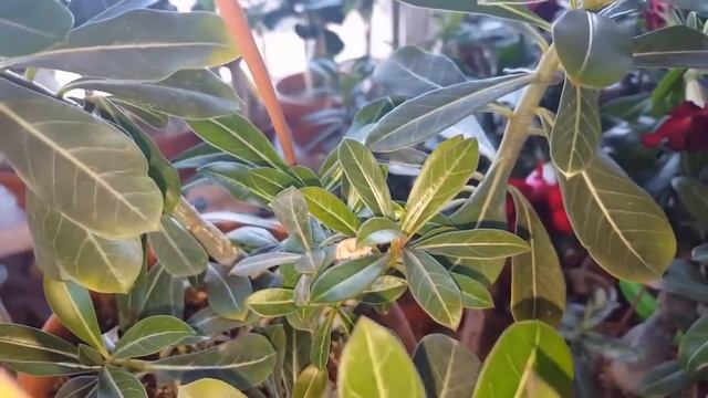 Как влияет обрезка Адениума на его ветвление смотреть онлайн