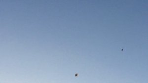 #Pigeons.Полёт армянских бойных голубей.