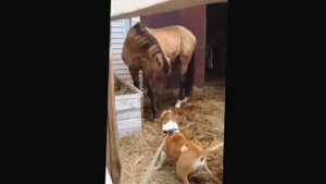 Стафф нападает на лошадь