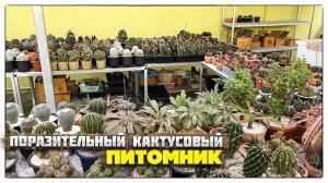 Поразительный кактусовый питомник на острове