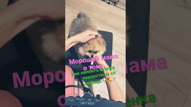 Как дать щенку лекарство со шприца. Как напоить щенка лекарством. Как дать лекарство щенку шпица.